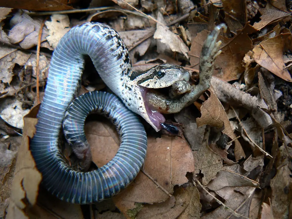 Bizarre Snake Species That 'plays Dead' 6