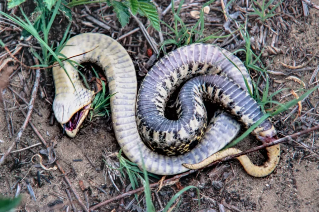 Bizarre Snake Species That 'plays Dead' 7