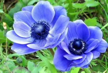 Blue Anemone Flowers 1