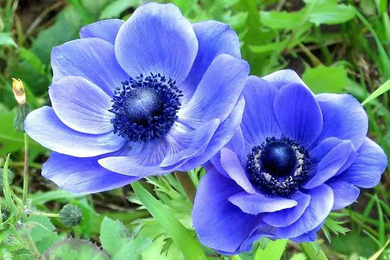 Blue Anemone Flowers 1
