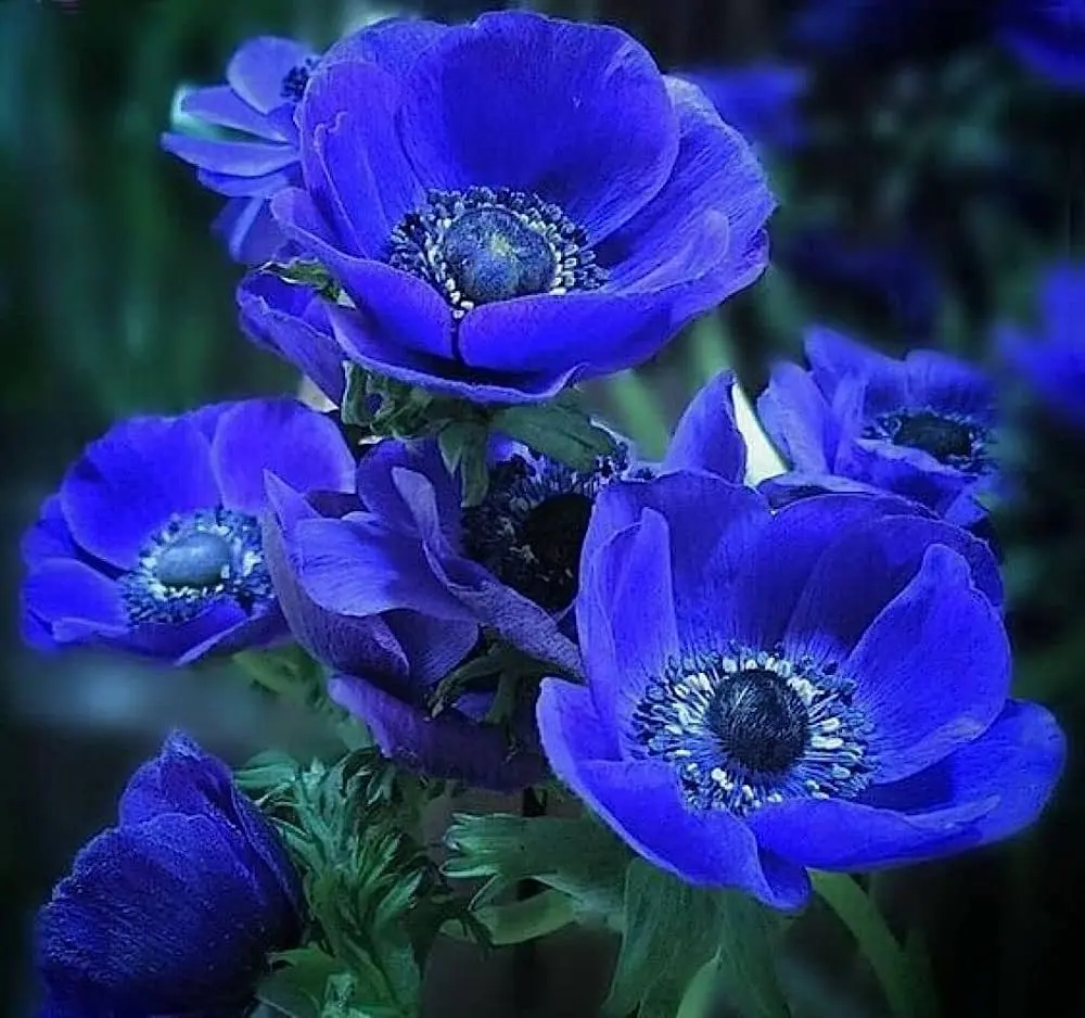 Blue Anemone Flowers 2