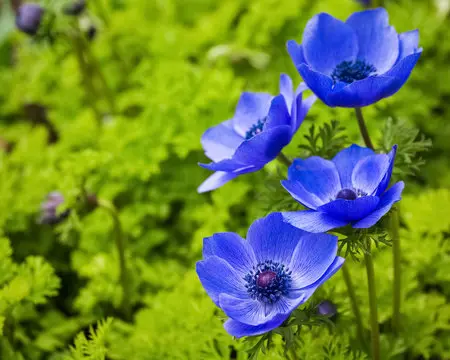 Blue Anemone Flowers 3