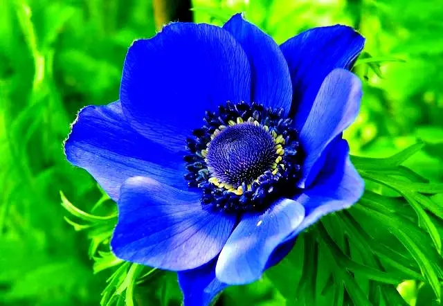 Blue Anemone Flowers 4