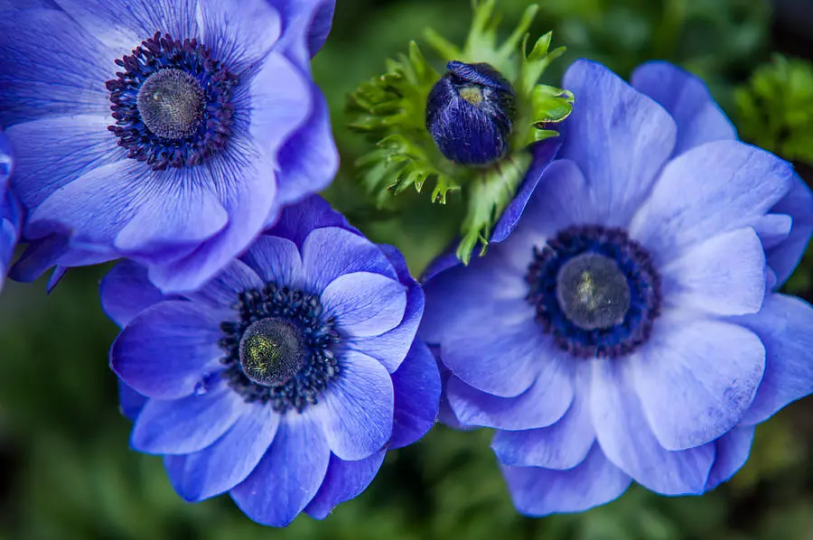 Blue Anemone Flowers 5