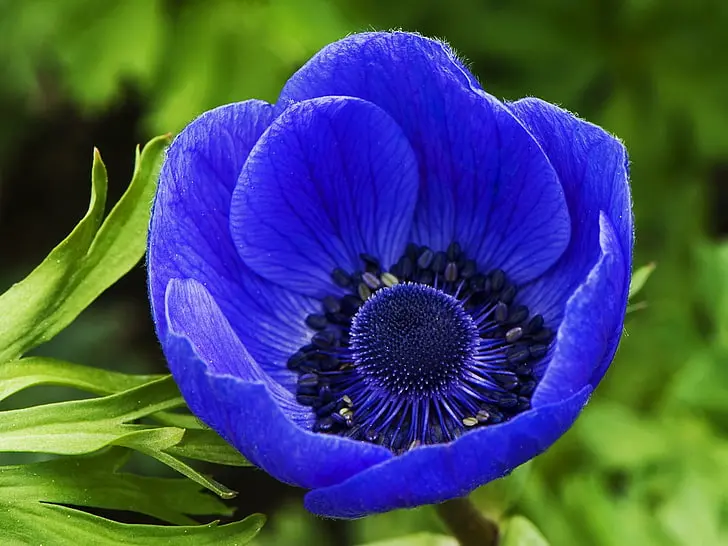 Blue Anemone Flowers 6