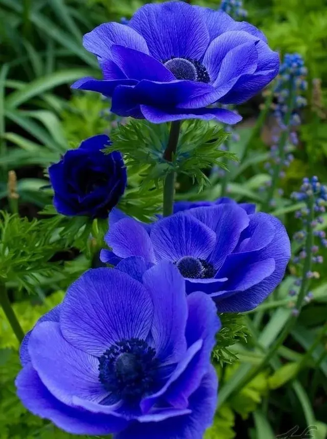 Blue Anemone Flowers 7