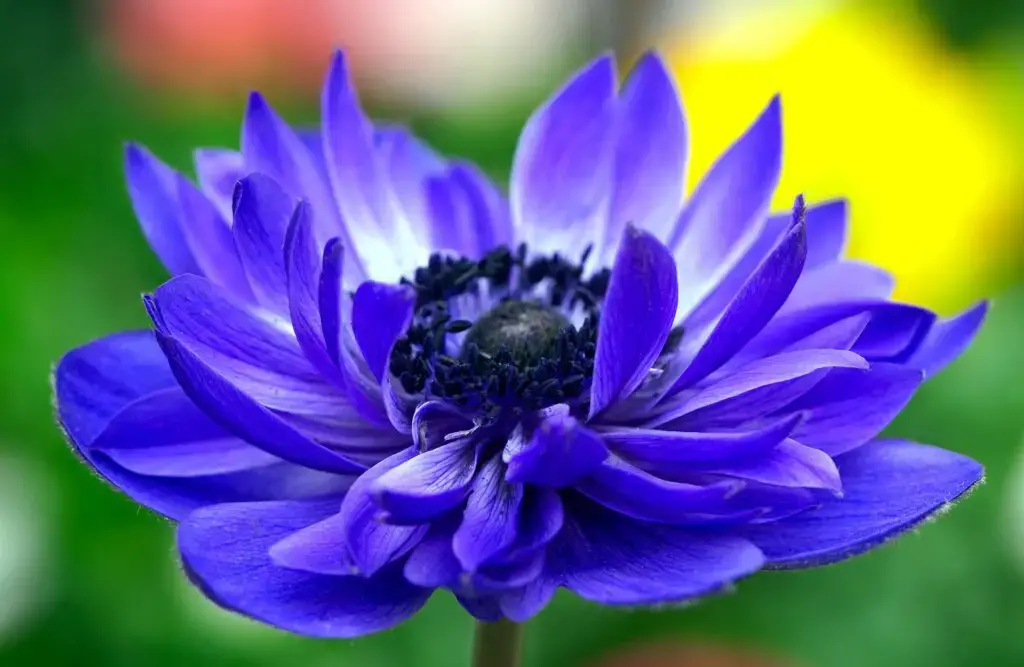 Blue Anemone Flowers 9