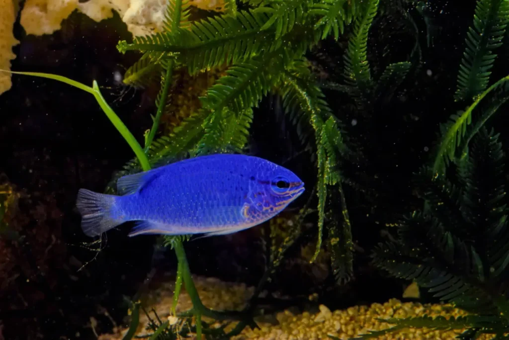 Blue Damselfish 1