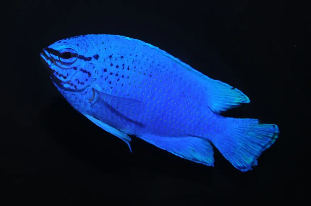 Blue Damselfish 2