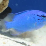 Blue Damselfish 3