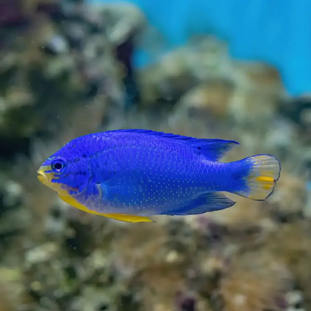 Blue Damselfish 6