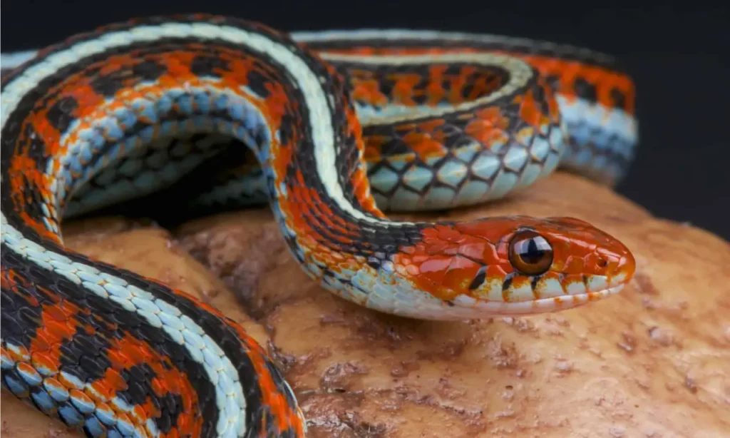 Blue Garter Snake 12