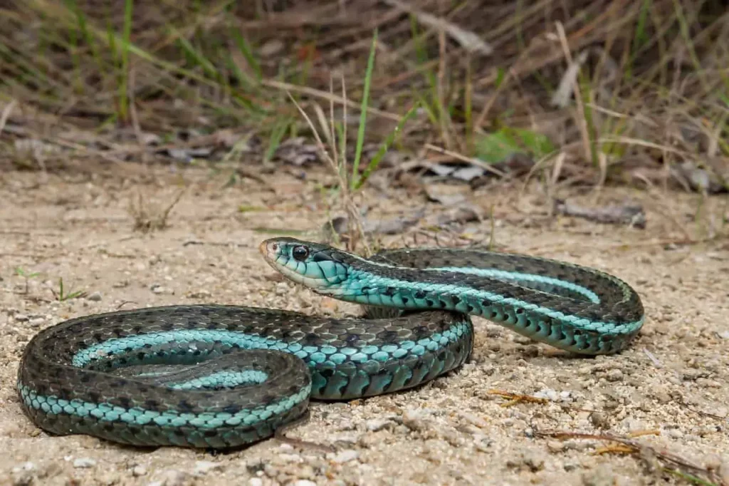 Blue Garter Snake 2