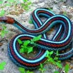 Blue Garter Snake 3