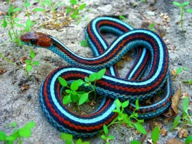 Blue Garter Snake 3