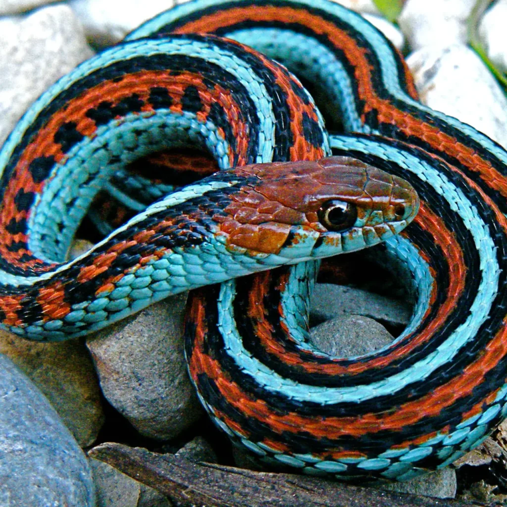 Blue Garter Snake 4
