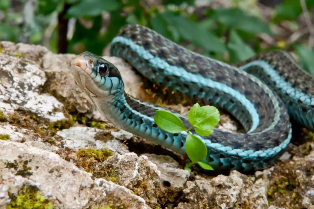 Blue Garter Snake 6