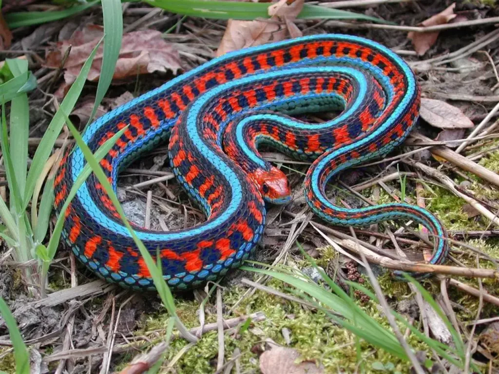 Blue Garter Snake 7
