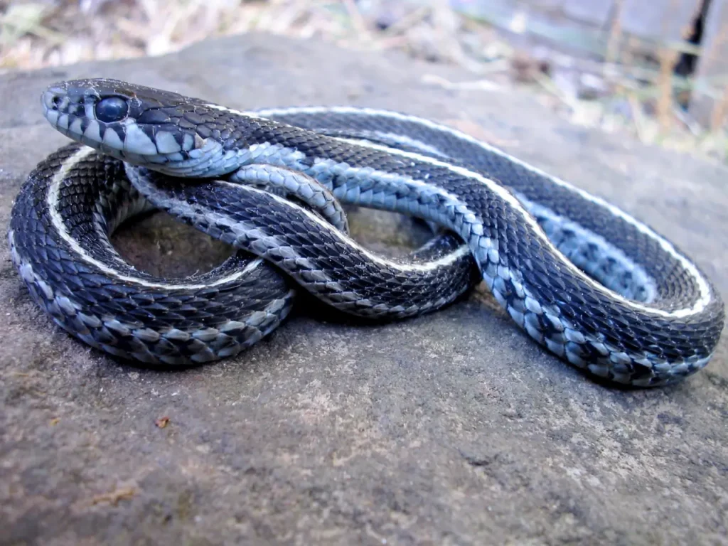 Blue Garter Snake 8