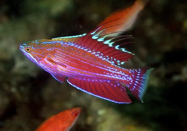Blueface Flasher Wrasse 2