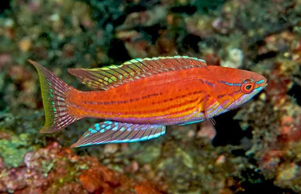 Blueface Flasher Wrasse 3