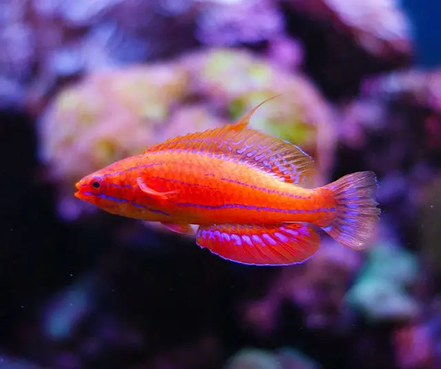 Blueface Flasher Wrasse 4