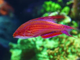 Blueface Flasher Wrasse 5
