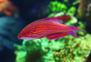 Blueface Flasher Wrasse 5