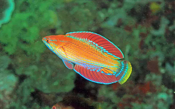 Blueface Flasher Wrasse 6