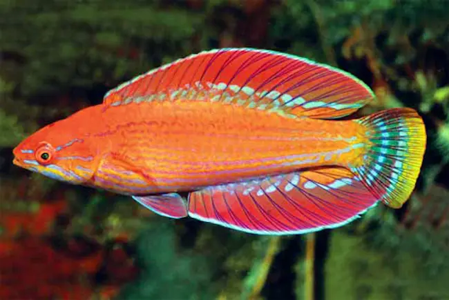 Blueface Flasher Wrasse 7