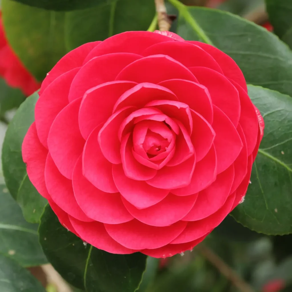 Camellia 'middlemist's Red' 11