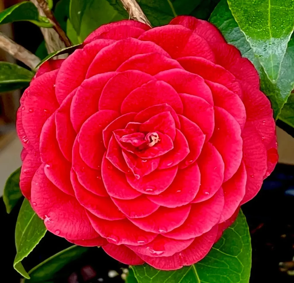 Camellia 'middlemist's Red' 12