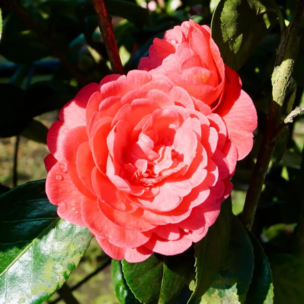 Camellia 'middlemist's Red' 16