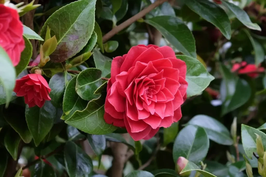 Camellia 'middlemist's Red' 3