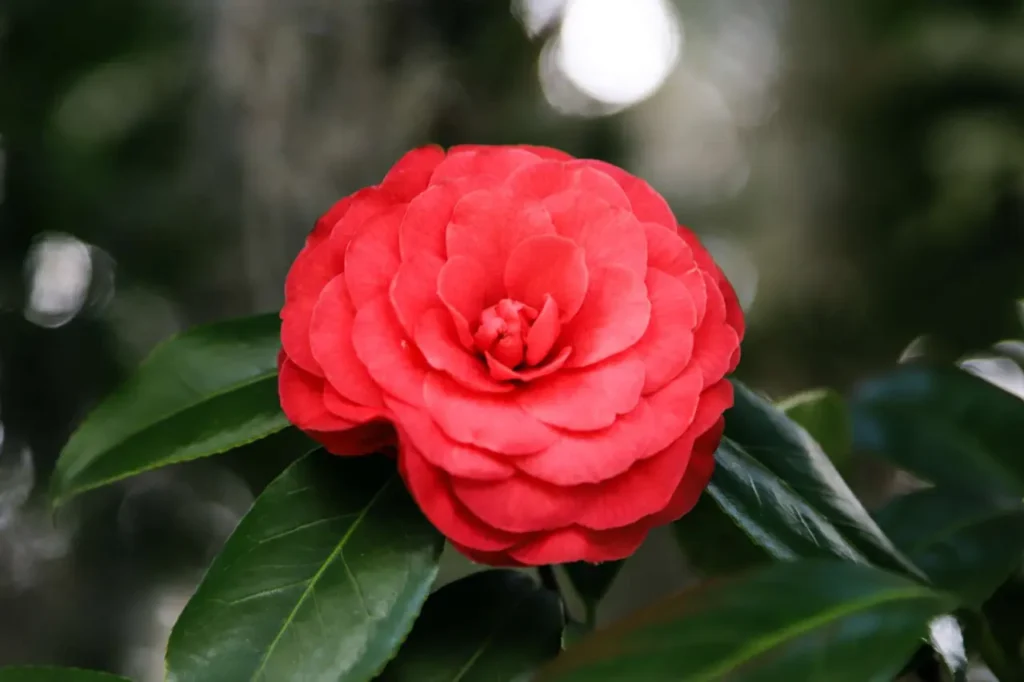 Camellia 'middlemist's Red' 5