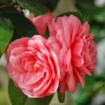 Camellia 'middlemist's Red' 8