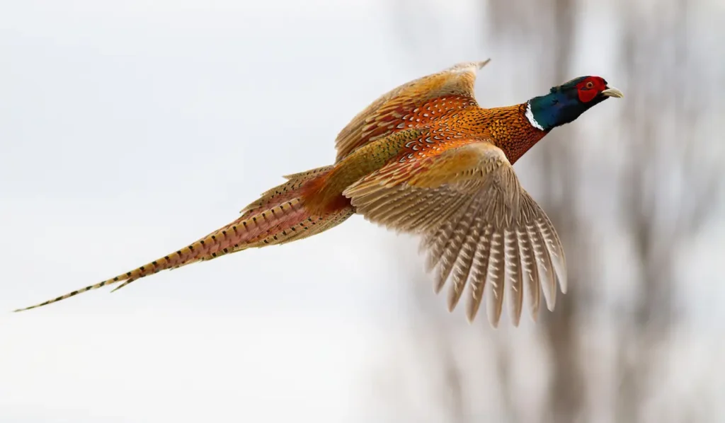Common Pheasant 14