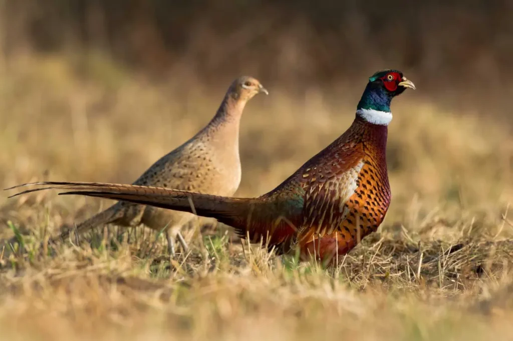 Common Pheasant 17