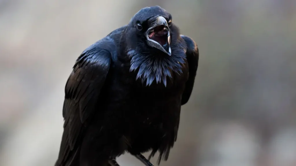 Common Raven 10