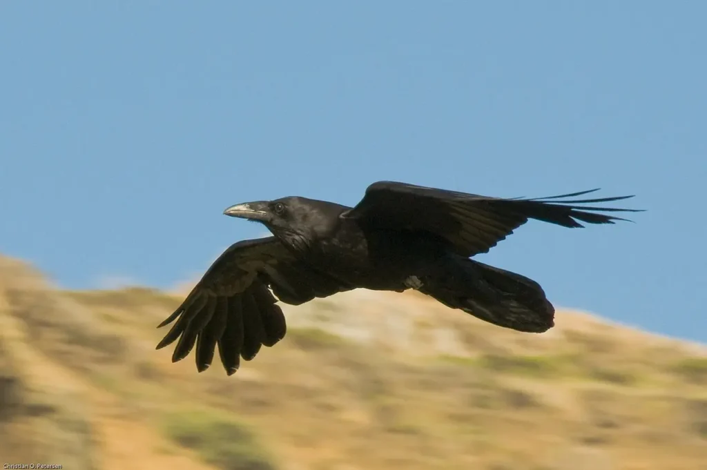 Common Raven 3