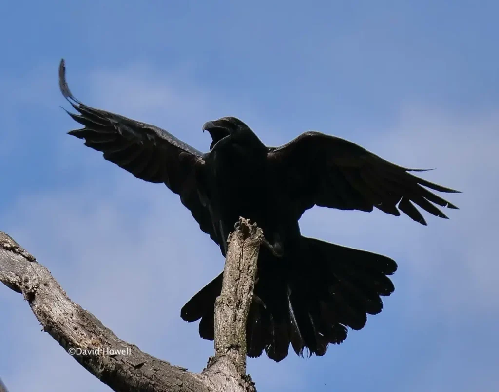 Common Raven 4