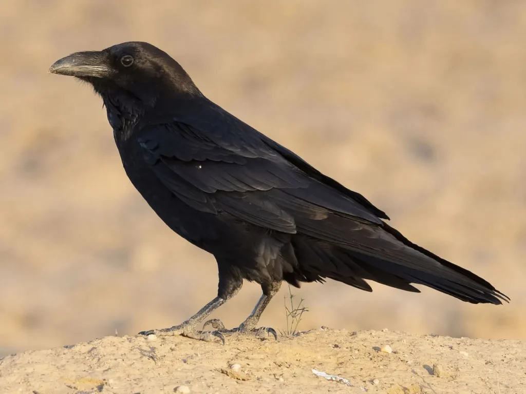 Common Raven 7