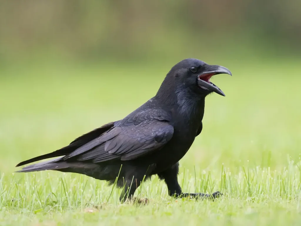 Common Raven 9