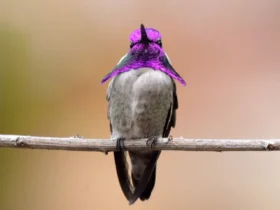 Costa’s Hummingbird 1