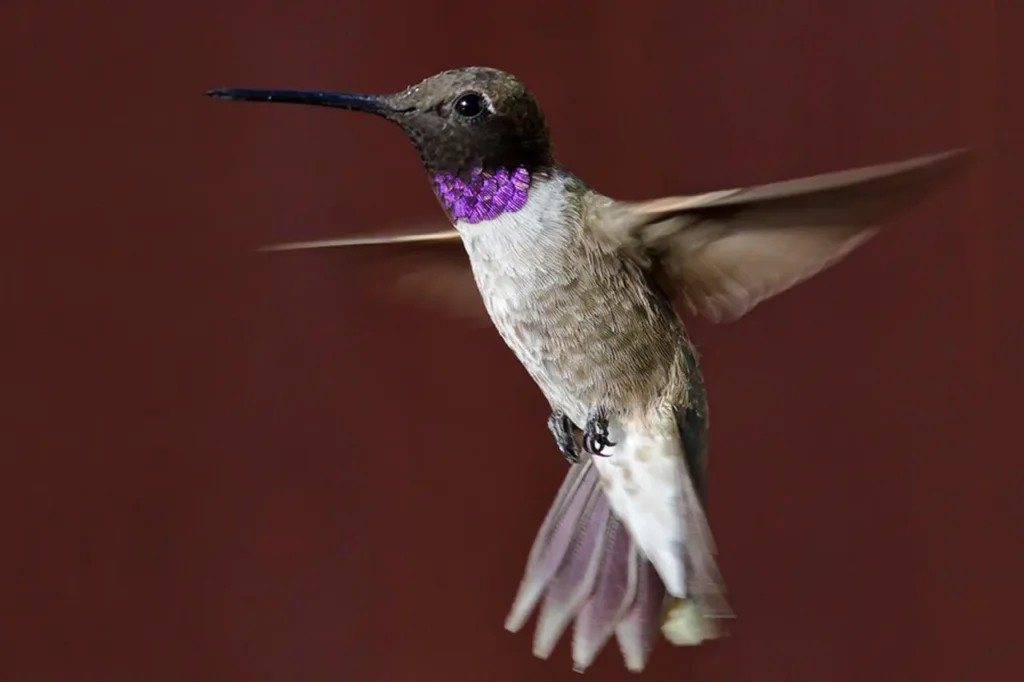 Costa’s Hummingbird 11