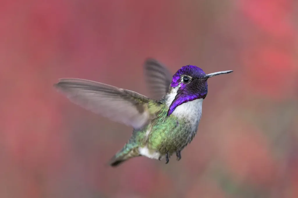 Costa’s Hummingbird 12