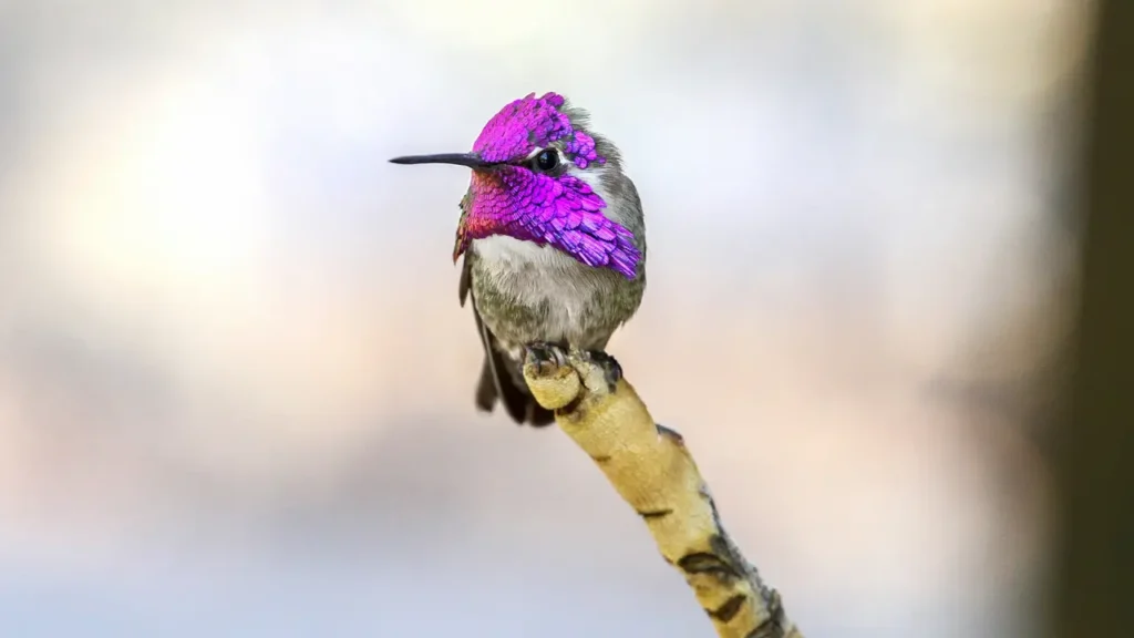 Costa’s Hummingbird 13