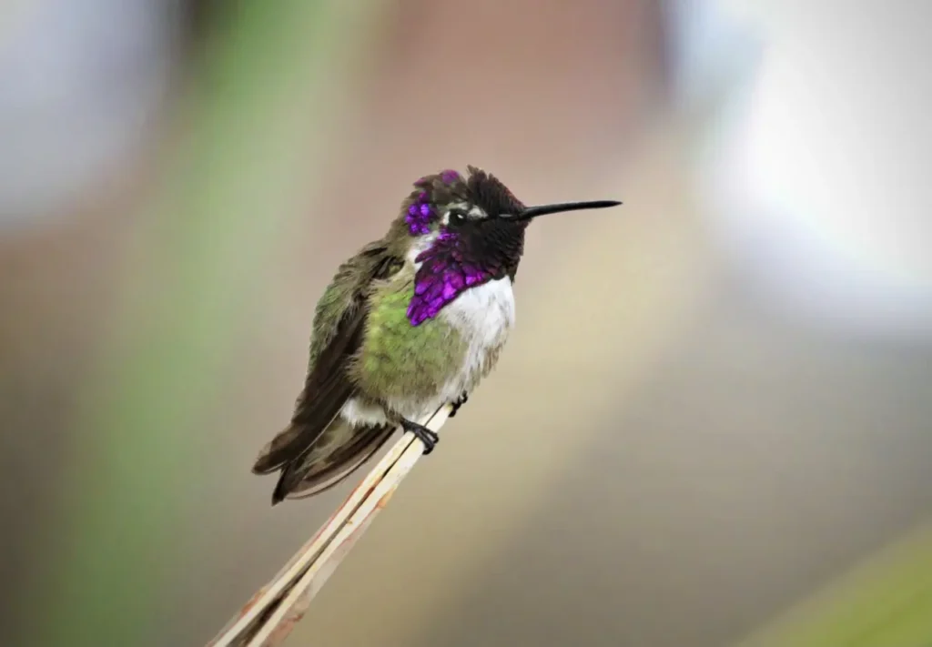 Costa’s Hummingbird 14