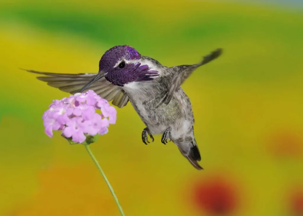 Costa’s Hummingbird 16