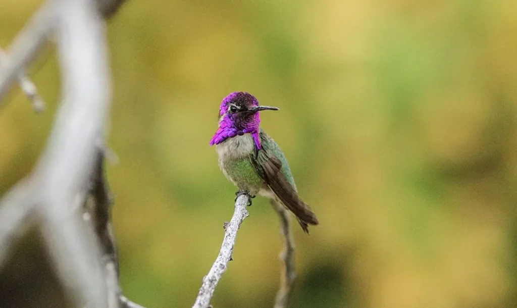 Costa’s Hummingbird 18